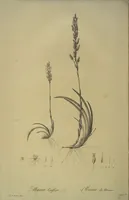 Picture 432 of 960 from Les liliacées (1805), leaf 223