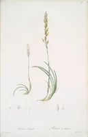 Picture 433 of 960 from Les liliacées (1805), leaf 223