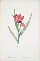 Picture 434 of 960 from Les liliacées (1805), leaf 224