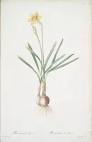 Picture 435 of 960 from Les liliacées (1805), leaf 225