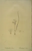 Picture 437 of 960 from Les liliacées (1805), leaf 226