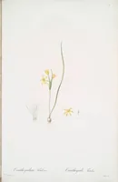 Picture 438 of 960 from Les liliacées (1805), leaf 226