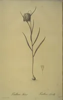 Picture 440 of 960 from Les liliacées (1805), leaf 227