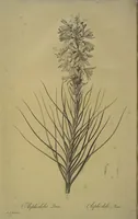 An illustration from Les liliacées (1805)