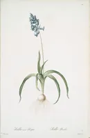 Picture 443 of 960 from Les liliacées (1805), leaf 229