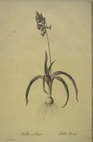 Picture 444 of 960 from Les liliacées (1805), leaf 229
