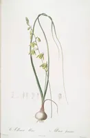 Picture 41 of 960 from Les liliacées (1805), leaf 23