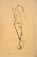 Picture 42 of 960 from Les liliacées (1805), leaf 23