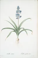Picture 446 of 960 from Les liliacées (1805), leaf 230