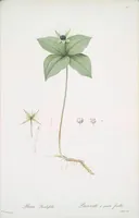 Picture 447 of 960 from Les liliacées (1805), leaf 231