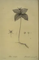 Picture 448 of 960 from Les liliacées (1805), leaf 231