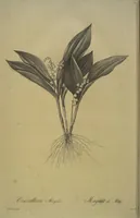 Picture 449 of 960 from Les liliacées (1805), leaf 232