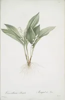 Picture 450 of 960 from Les liliacées (1805), leaf 232