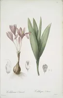 Picture 451 of 960 from Les liliacées (1805), leaf 233