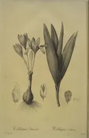 Picture 452 of 960 from Les liliacées (1805), leaf 233