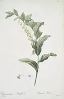 Picture 453 of 960 from Les liliacées (1805), leaf 234