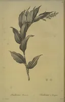 Picture 454 of 960 from Les liliacées (1805), leaf 235