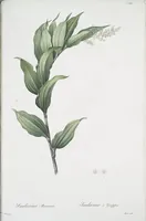 Picture 455 of 960 from Les liliacées (1805), leaf 235