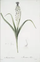 Picture 456 of 960 from Les liliacées (1805), leaf 236