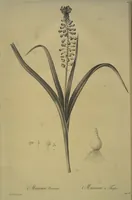 Picture 457 of 960 from Les liliacées (1805), leaf 236