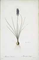 Picture 458 of 960 from Les liliacées (1805), leaf 237