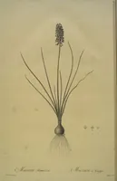 Picture 459 of 960 from Les liliacées (1805), leaf 237