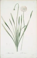 Picture 460 of 960 from Les liliacées (1805), leaf 238