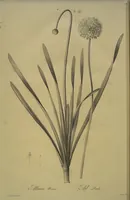 Picture 461 of 960 from Les liliacées (1805), leaf 238