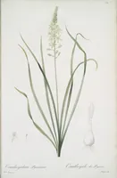 Picture 462 of 960 from Les liliacées (1805), leaf 239