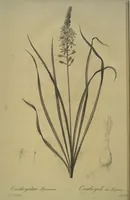 Picture 463 of 960 from Les liliacées (1805), leaf 239