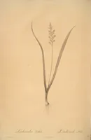 Picture 44 of 960 from Les liliacées (1805), leaf 24
