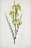 Picture 464 of 960 from Les liliacées (1805), leaf 240