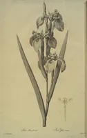 An illustration from Les liliacées (1805)