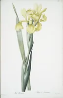 Picture 466 of 960 from Les liliacées (1805), leaf 241