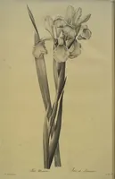 An illustration from Les liliacées (1805)