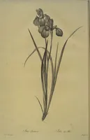 Picture 468 of 960 from Les liliacées (1805), leaf 242