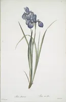 Picture 469 of 960 from Les liliacées (1805), leaf 242