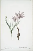Picture 470 of 960 from Les liliacées (1805), leaf 243
