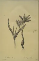 Picture 471 of 960 from Les liliacées (1805), leaf 243