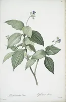 Picture 473 of 960 from Les liliacées (1805), leaf 244
