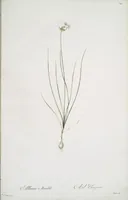 Picture 474 of 960 from Les liliacées (1805), leaf 245