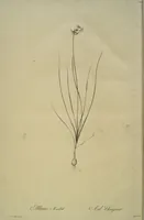 Picture 475 of 960 from Les liliacées (1805), leaf 245