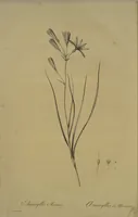 Picture 477 of 960 from Les liliacées (1805), leaf 247