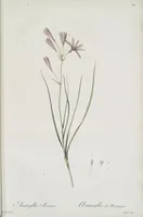 Picture 478 of 960 from Les liliacées (1805), leaf 247