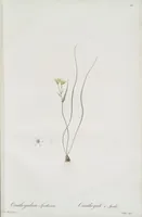 Picture 479 of 960 from Les liliacées (1805), leaf 248