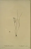 Picture 480 of 960 from Les liliacées (1805), leaf 248