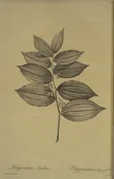 Picture 482 of 960 from Les liliacées (1805), leaf 249