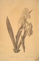 An illustration from Les liliacées (1805)