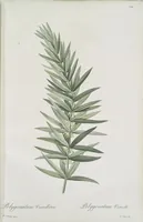 Picture 483 of 960 from Les liliacées (1805), leaf 250