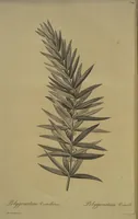 Picture 484 of 960 from Les liliacées (1805), leaf 250